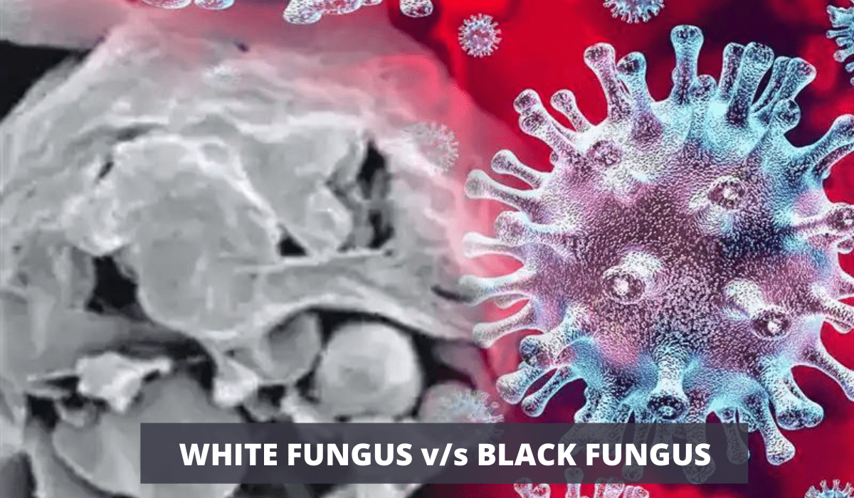 white fungus