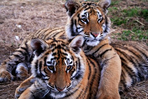international tiger day