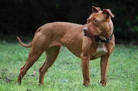 pitbull dog