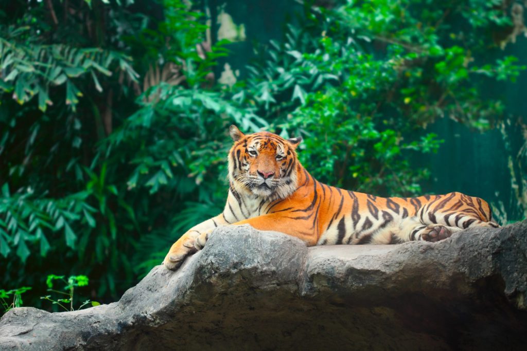 international tiger day