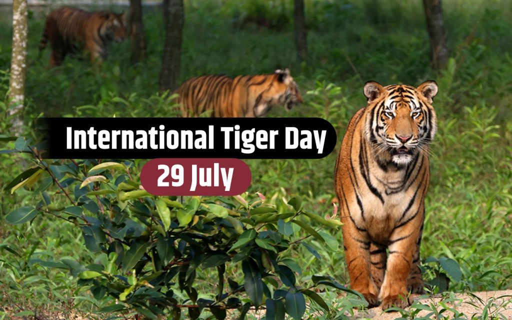 international tiger day