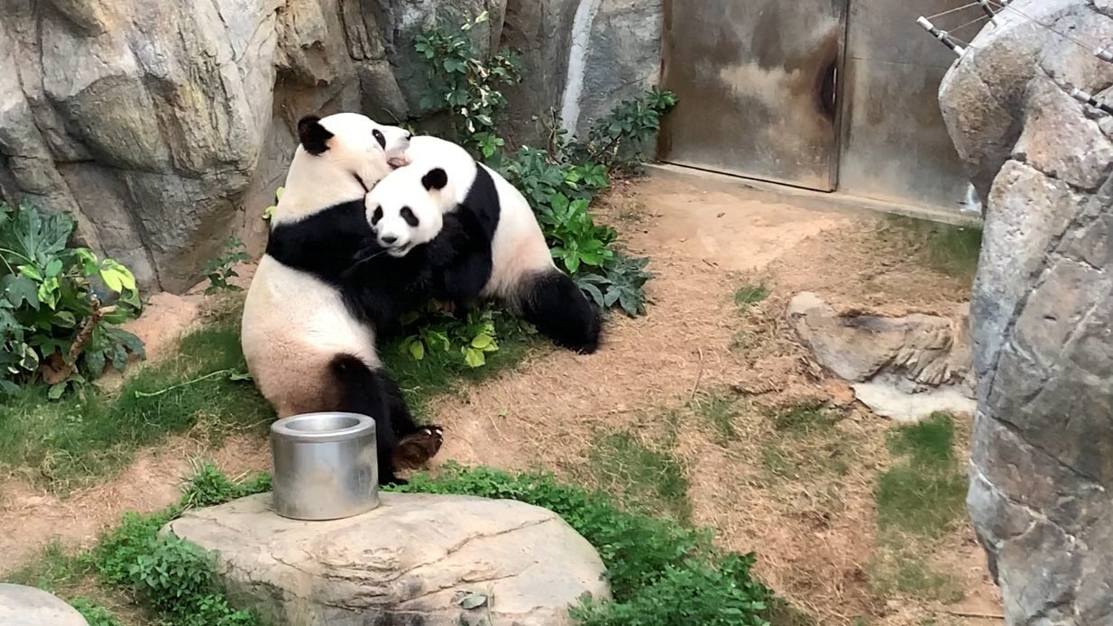 NATURE AND ANIMALS HAVING SEX